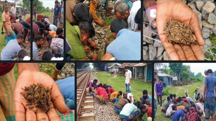 নাটোরে রেললাইনে গাঁজা কুড়াতে উপচেপড়া ভিড়! নাটোরে রেললাইনে গাঁজা কুড়াতে উপচেপড়া ভিড়!