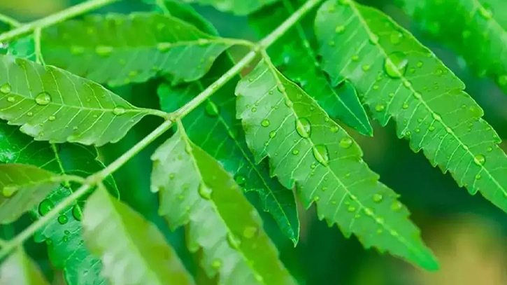 যে কারণে গরমে গোসলের পানিতে মেশাবেন নিমপাতা