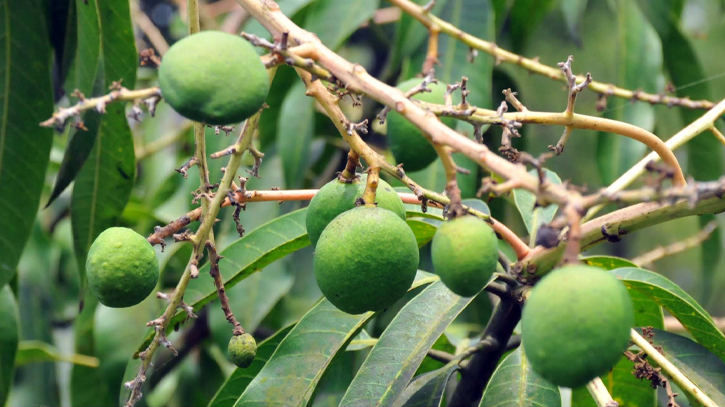রাজশাহীতে বাগানজুড়ে গুটি আম রাজশাহীতে বাগানজুড়ে গুটি আম