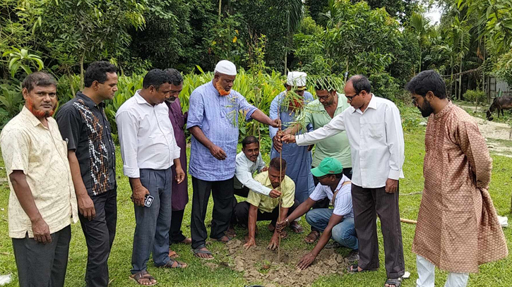 ফুলবাড়ীতে কৃষ্ণচূড়া গাছের চারা রোপণে কর্মসূচী পালিত ফুলবাড়ীতে কৃষ্ণচূড়া গাছের চারা রোপণে কর্মসূচী পালিত
