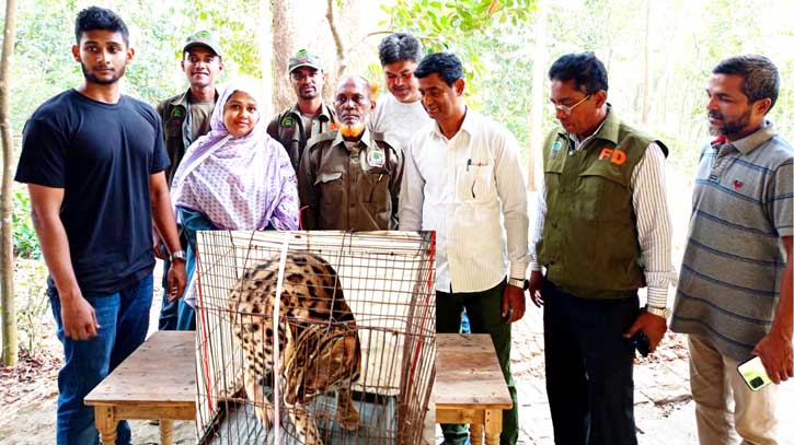 লোহাগাড়ায় বিপন্ন প্রজাতির চিতা বিড়াল উদ্ধার লোহাগাড়ায় বিপন্ন প্রজাতির চিতা বিড়াল উদ্ধার