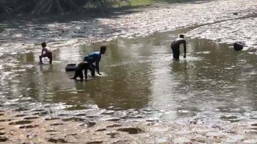 রায়পুরে ঘের দখল করে মাছ লুটের অভিযোগ