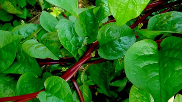 সবচেয়ে উপকারী ৫টি শাক