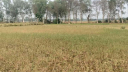 রাজশাহীর তানোরে বিএমডিএ’র গভীর নলকূপের অপারেটরের বিরুদ্ধে চাঁদা দাবির অভিযোগ