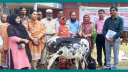 রাজশাহীর পবায় ৩৪টি ক্ষুদ্র নৃ-গোষ্ঠী পরিবারের মাঝে বকনা গরু ও খাদ্য উপকরণ বিতরণ