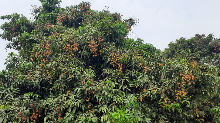 তীব্র দাবদাহে ফলন বিপর্যয়ের শঙ্কায় ঠাকুরগাঁওয়ের লিচু চাষিরা তীব্র দাবদাহে ফলন বিপর্যয়ের শঙ্কায় ঠাকুরগাঁওয়ের লিচু চাষিরা