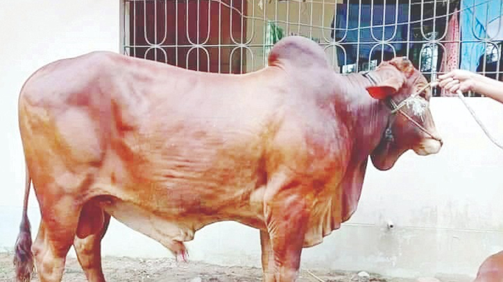 কৃত্রিম প্রক্রিয়ায় গরু মোটাতাজাকরণে স্বাস্থ্য ঝুঁকিতে মানুষ কৃত্রিম প্রক্রিয়ায় গরু মোটাতাজাকরণে স্বাস্থ্য ঝুঁকিতে মানুষ