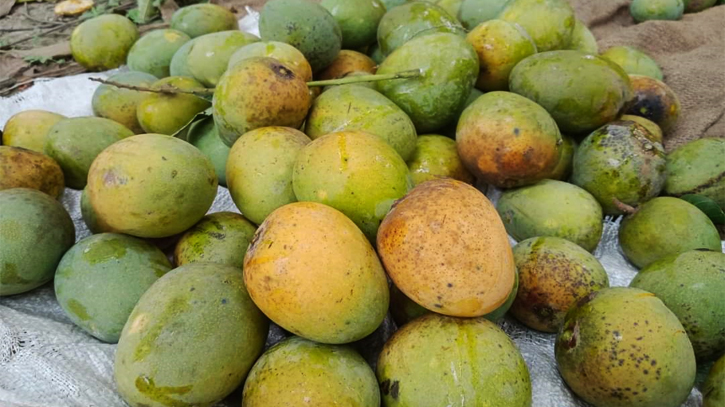 সাতক্ষীরার হিমসাগর আম সংগ্রহ শুরু সাতক্ষীরার হিমসাগর আম সংগ্রহ শুরু