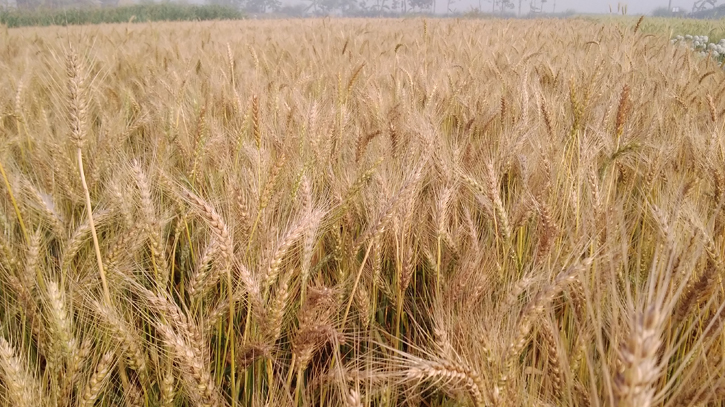 গমের ফলন ও দাম ভালো পাওয়ায় কৃষকের মুখে স্বস্তির হাসি