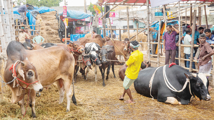 গরুর দড়ি ধরলেই লাখ টাকা গরুর দড়ি ধরলেই লাখ টাকা