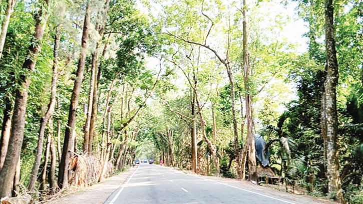 Massive tree felling in Laksmipur causes environmental concerns Massive tree felling in Laksmipur causes environmental concerns