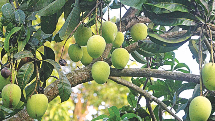 Mango harvesting in Natore to begin on May 25