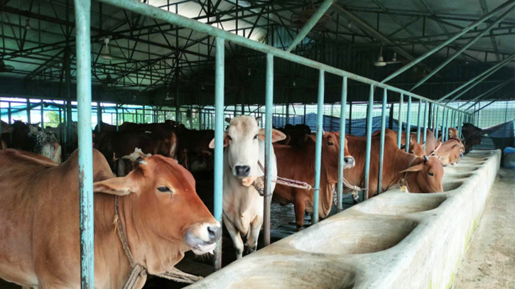Banned 13 `Brahman` breading at Sadiq Agro: ACC Banned 13 `Brahman` breading at Sadiq Agro: ACC