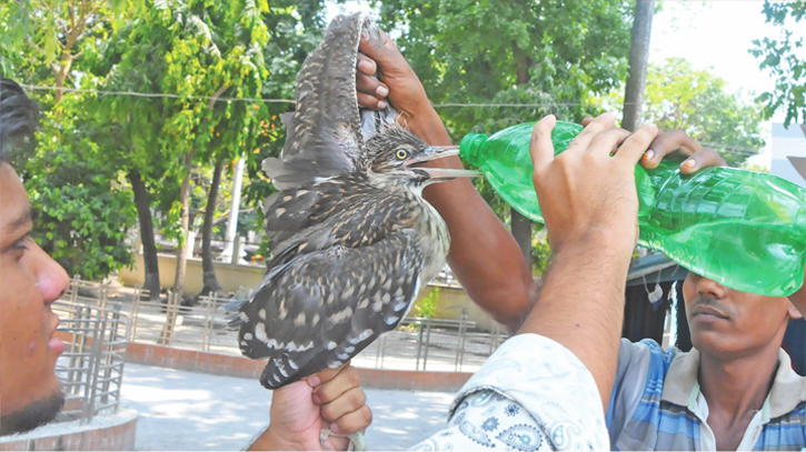 Love for crane chicks