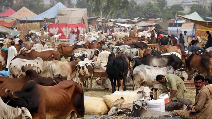 1.65 lakh surplus sacrificial animals in Rajshahi region