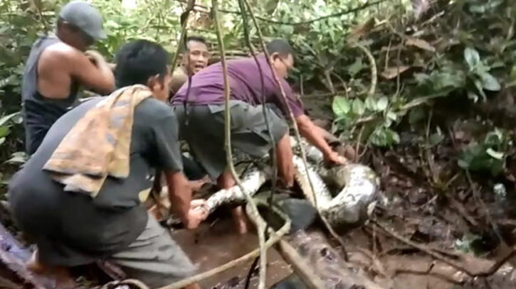 Woman found dead swallowed by python in Indonesia Woman found dead swallowed by python in Indonesia
