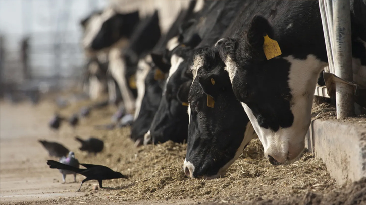 Avian flu virus may be more infectious to humans Avian flu virus may be more infectious to humans