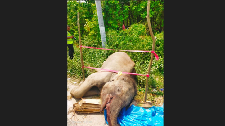Elephant found dead on Gazipur roadside Elephant found dead on Gazipur roadside
