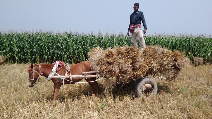 Good yield, fair prices bring relief to wheat farmers