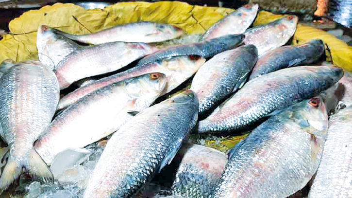 Legal notice seeks ban on export of Hilsa to India Legal notice seeks ban on export of Hilsa to India