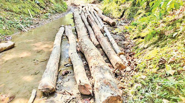 Deforestation rampant in Bandarban Deforestation rampant in Bandarban