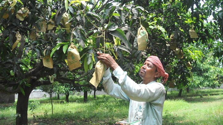 Deficiency in mango production