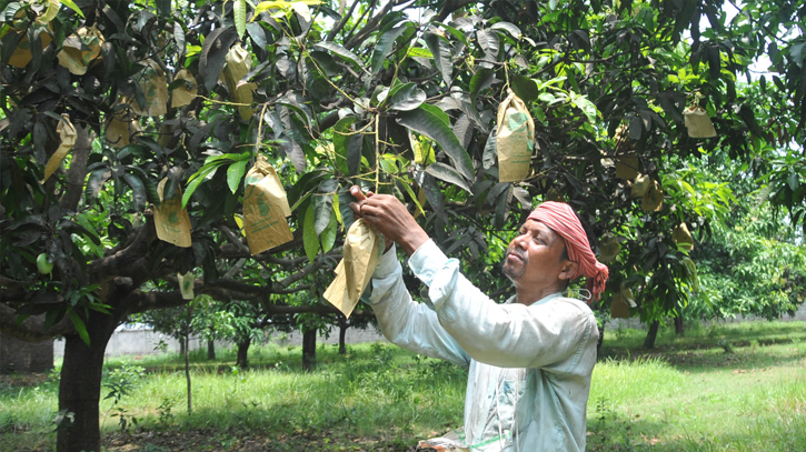 Deficiency in mango production Deficiency in mango production