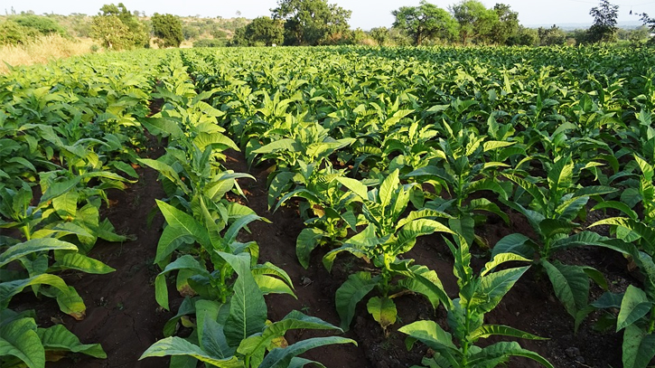 Tobacco encroachment threatens Matamuhuri River