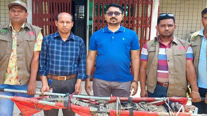 Crocodile with satellite transmitters released into Sundarbans from Bagerhat