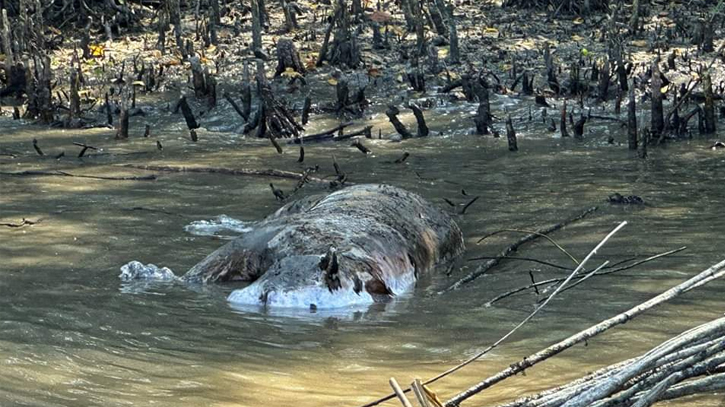 Tiger found dead in Sundarbans Tiger found dead in Sundarbans