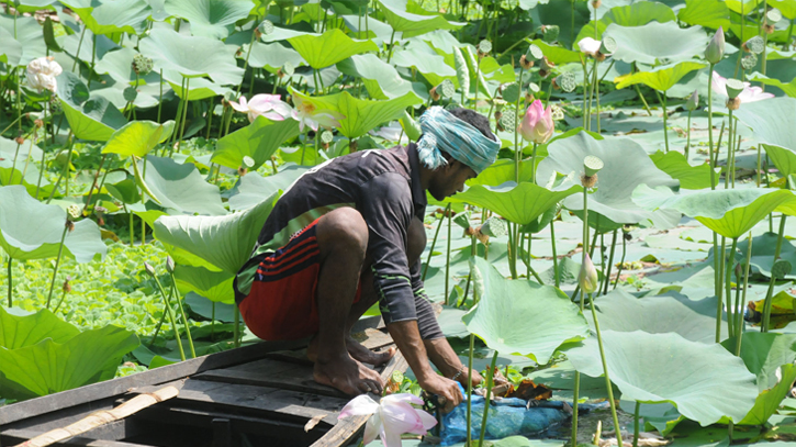 Lotus Cultivation in ponds Lotus Cultivation in ponds