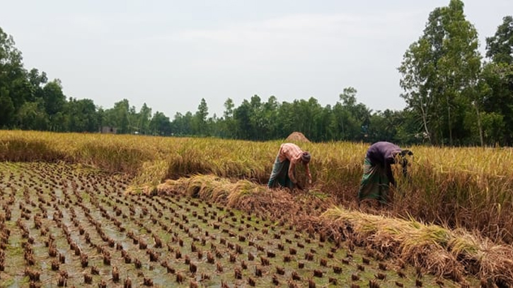 Boro harvesting going on in full swing in Jamalpur