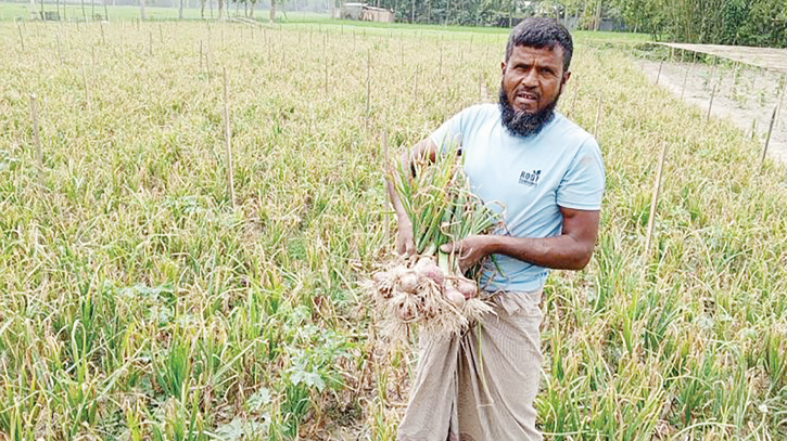 N-53 onion cultivation brings prosperity to farmers N-53 onion cultivation brings prosperity to farmers