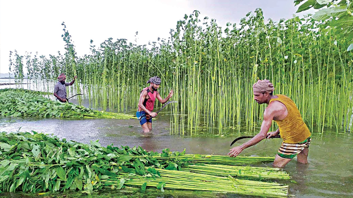 Jute cultivation begins in Jamalpur