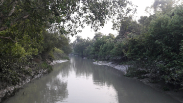 Tree survey kicked off at Sundarbans