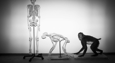 Why don’t we have tails like ancient animal ancestors?