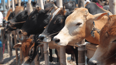 Domestic livestock meets sacrificial animal demand