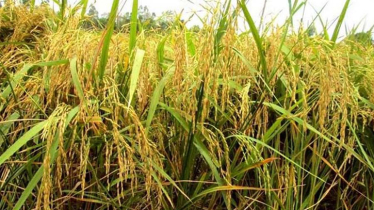 Bumper Boro paddy yield in Khulna’s saline land 