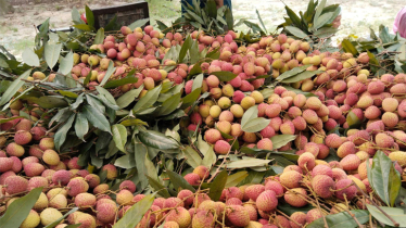 Litchi starts appearing in Rajshahi markets