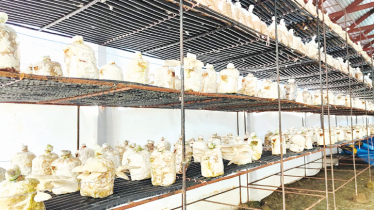 Commercial mushroom farming gains traction in Feni 
