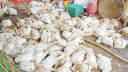 1 lakh chicken dying everyday amid heatwave