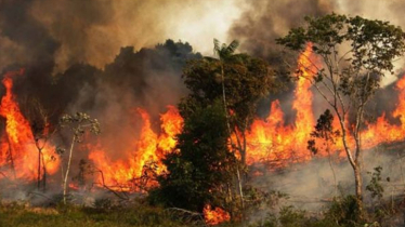 Fire breaks out at Sundarbans