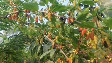 Mulberry cultivation gains traction in Panchagarh 