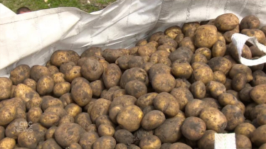 370 tonnes of imported potatoes still wait for unloading