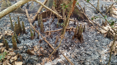 Sundarbans blaze engulfs over 3 acres of forest