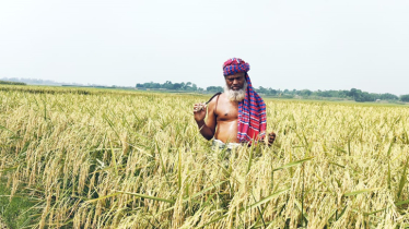 Bumper yield of BINA Dhan-25 raises hope among farmers