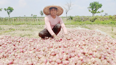 Intercropping onions with pointed gourd yields high profits 