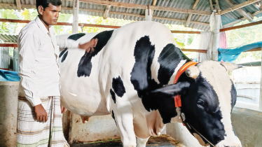 Giant 30-maund bull gains attention ahead of Eid