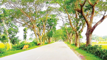 Nearly 1900 roadside trees to chop amid climate concerns