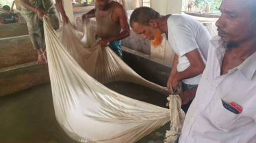 Traders, growers swarm Halda River for fish fries